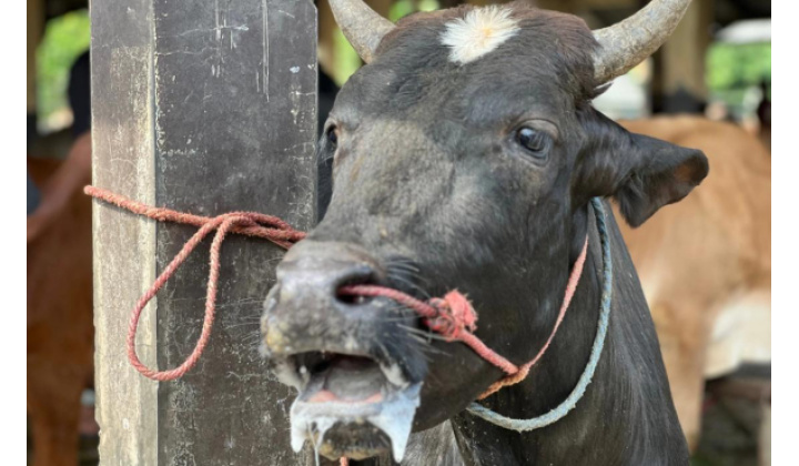 Slintačka a krívačka - nariadenie hlavného veterinára SR