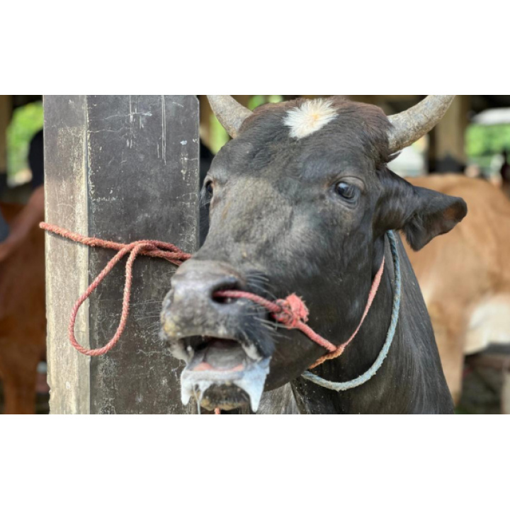 Slintačka a krívačka - nariadenie hlavného veterinára SR