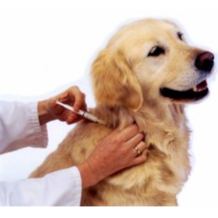 Vakcinácia psov